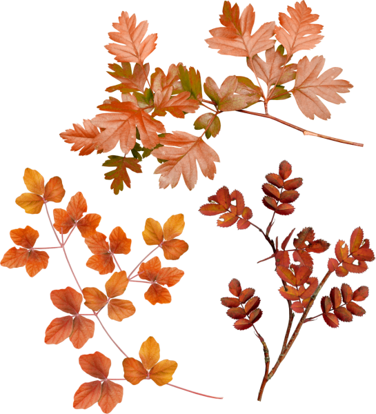 Ветка осенних листьев