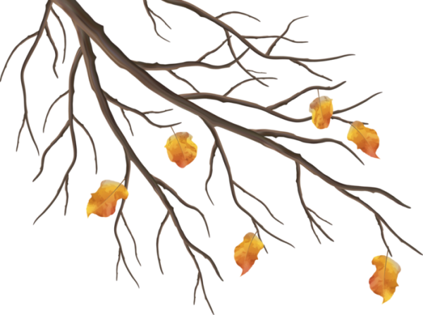 Осенняя ветка дерева на прозрачном фоне