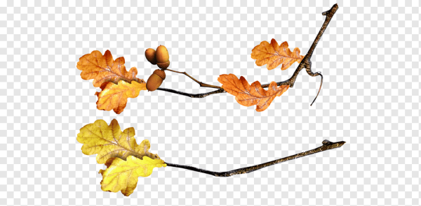 Дубовая ветка на прозрачном фоне