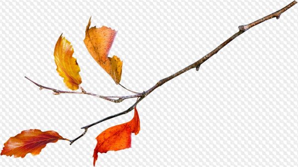 Осенняя ветка