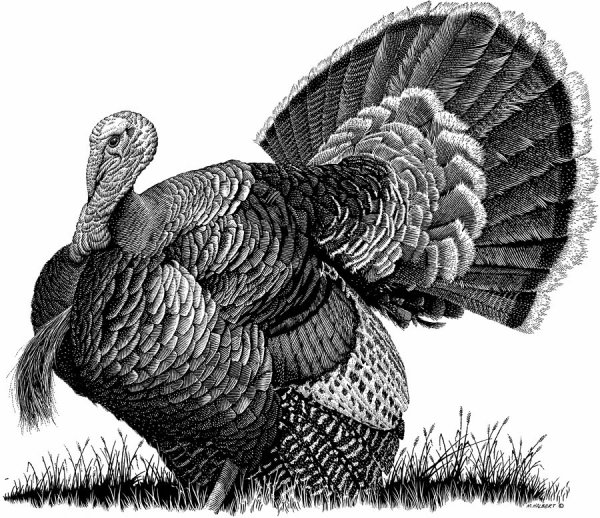 Индейка на день Благодарения рисунок