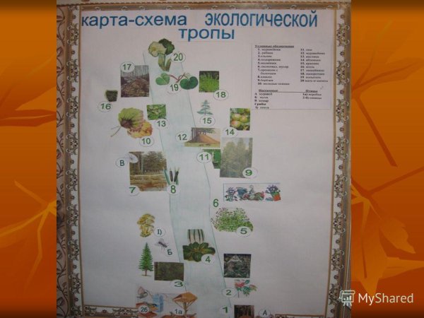 План схема экологической тропы