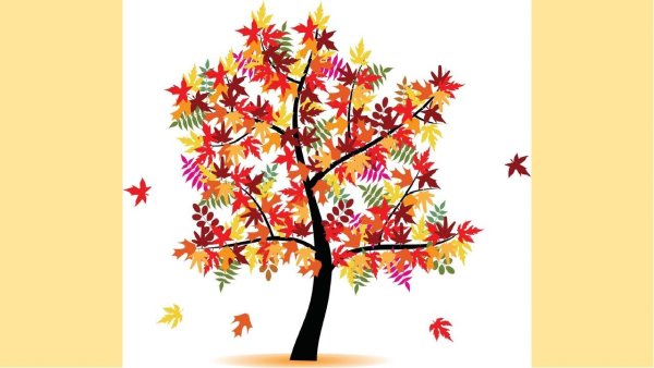 Клен осенью для дошкольников