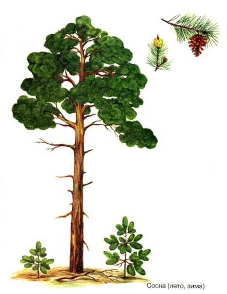 Сосна рисунок