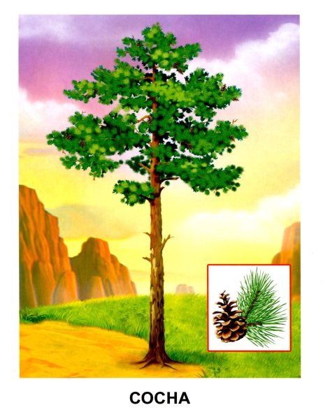 Сосна для детей