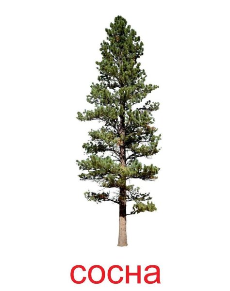 Сосна для дошкольников