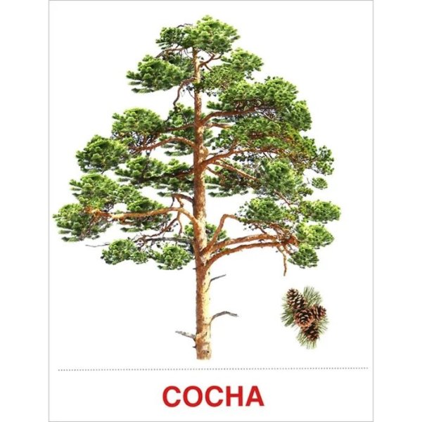 Как нарисовать сосну