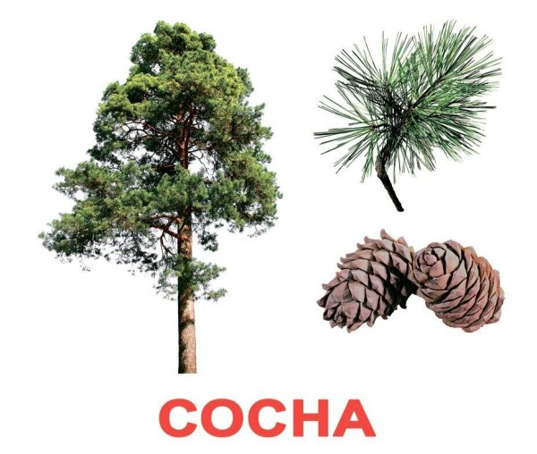 Дерево сосна