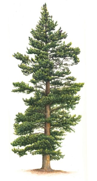 Сосна рисунок