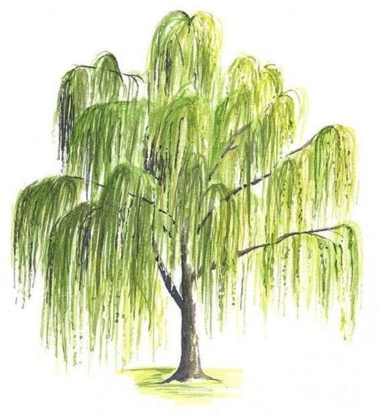 Плакучая Ива для детей