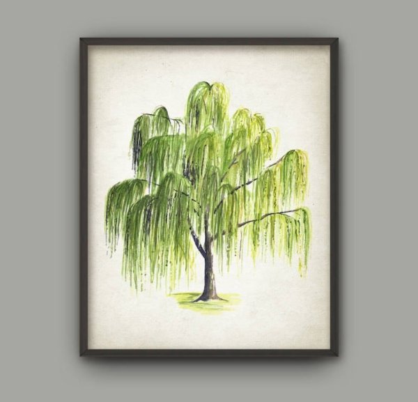 Плакучая Ива дерево рисунок