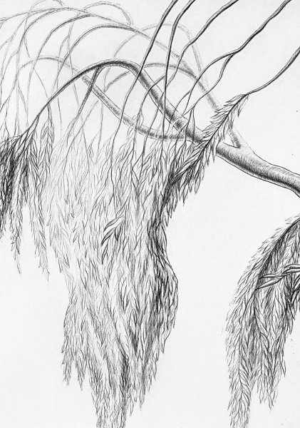 Шишкин плакучая Ива