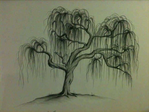 Плакучая Ива дерево рисунок