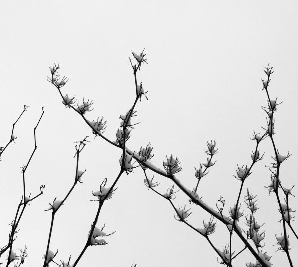 Колючие ветки