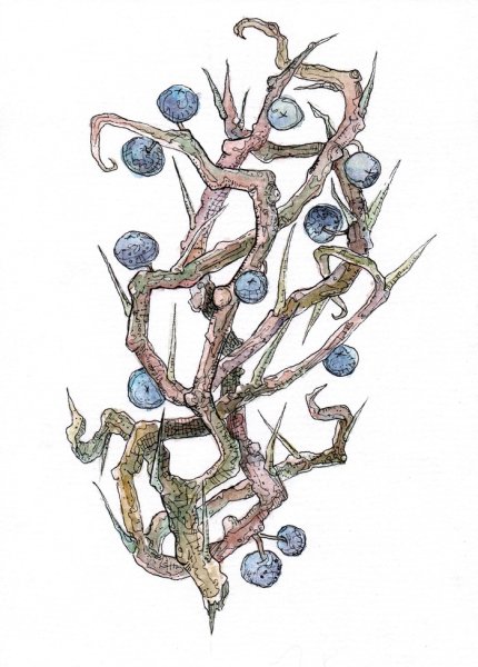 Терновник колючки