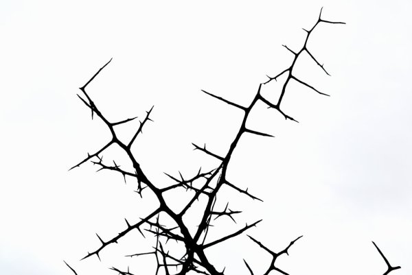 Ветка с шипами