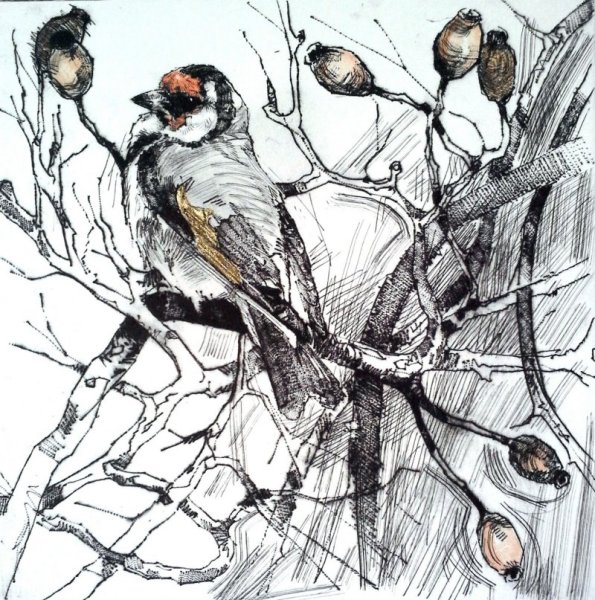 Терновник иллюстрация