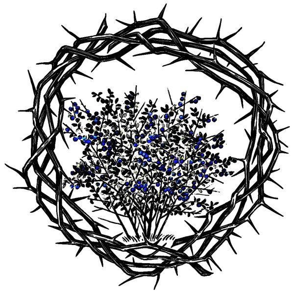 Ветка терновника