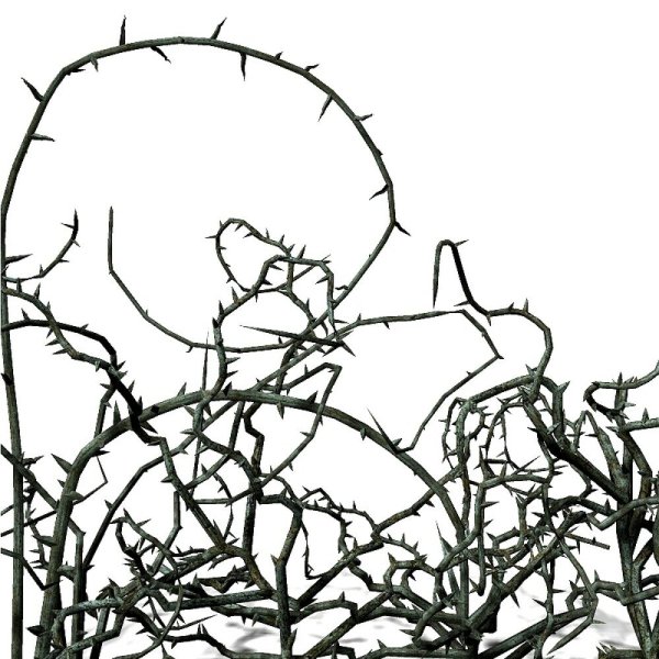 Терновник лоза