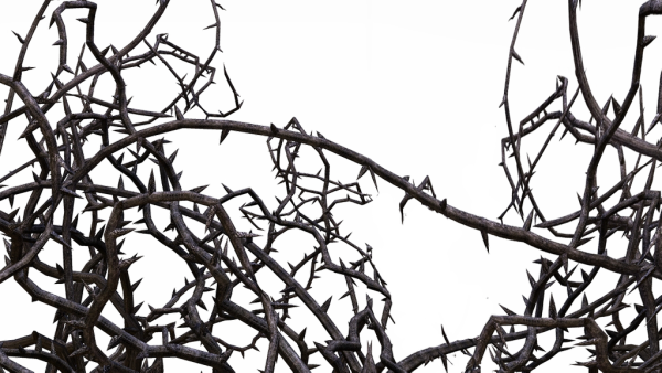 Ветки с шипами без фона