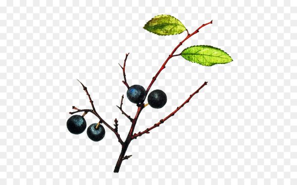 Терн на белом фоне