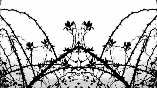 Терновник лоза