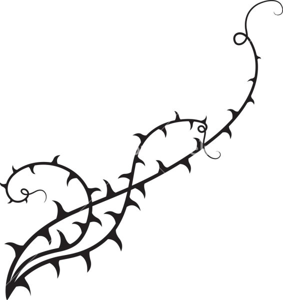 Лиана с шипами