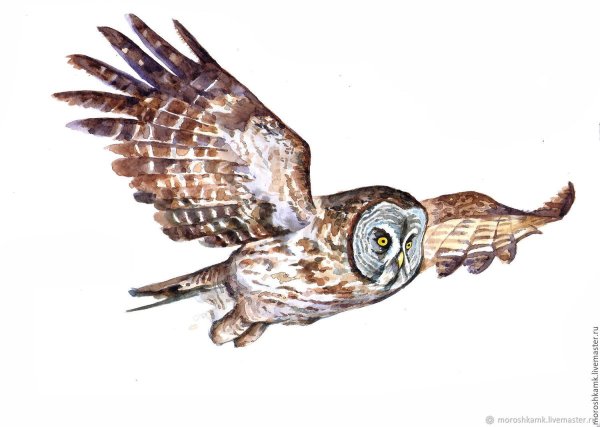 Сова в полете для детей