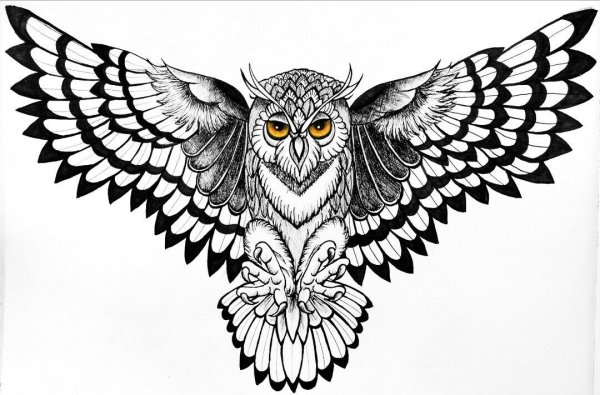 Сова эскиз