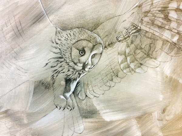 Сова в полете карандашом