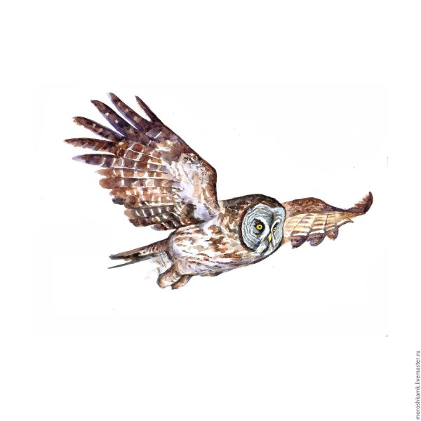 Картина Сова в полете