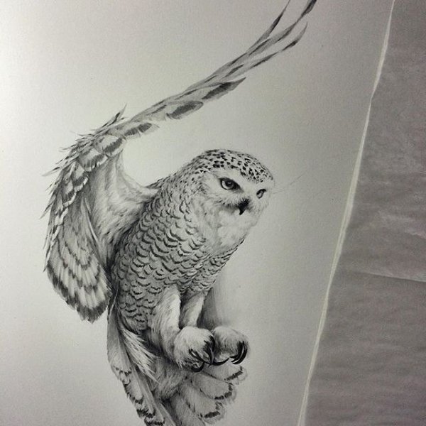 Сова в полете эскиз