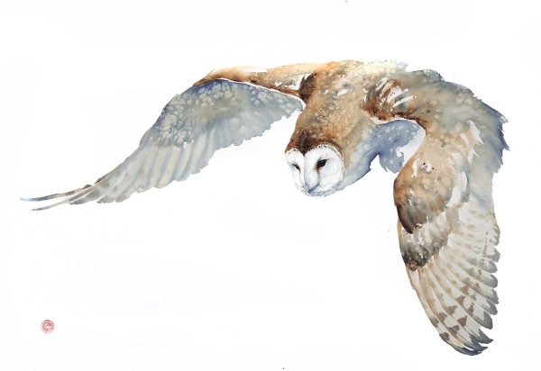 Сова в полете красками