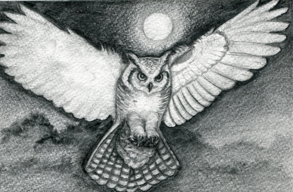 Сова в полете карандашом