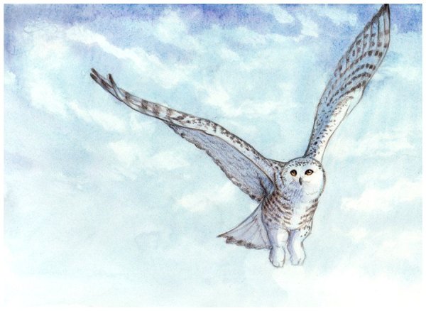 Филин в полете рисунок