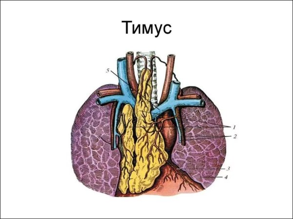 Тимус (вилочковая = зобная железа)