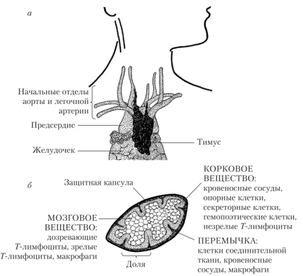 Схема строения тимуса