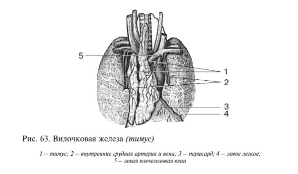 Вилочковая железа строение анатомия
