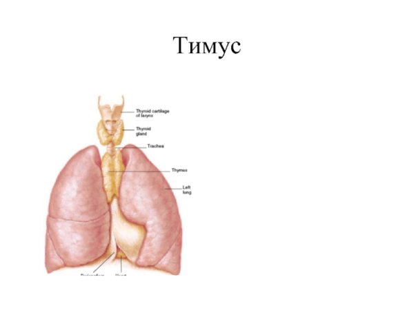 Тимус вилочковая железа у животных