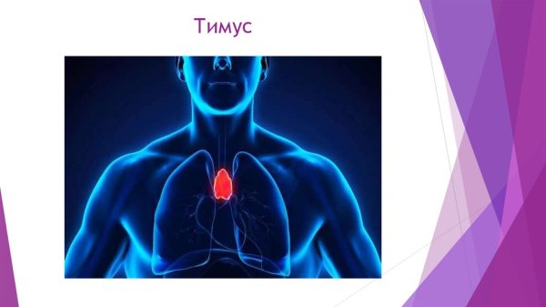 Тимус вилочковая железа иммунитет