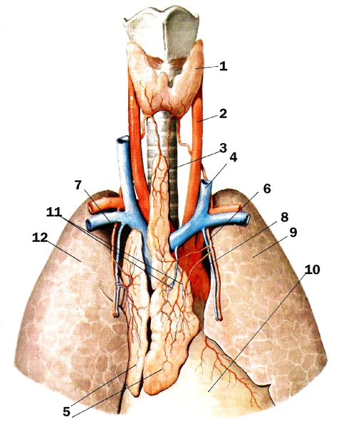Вилочковая железа ткань соединительная