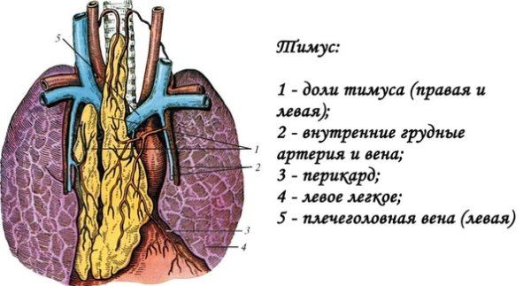 12 Перстная железа тимус