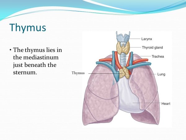 Вилочковая железа тимус строение