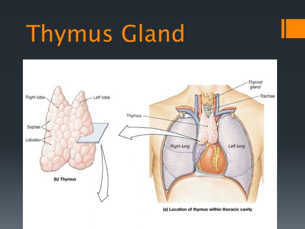 Тимус схематично