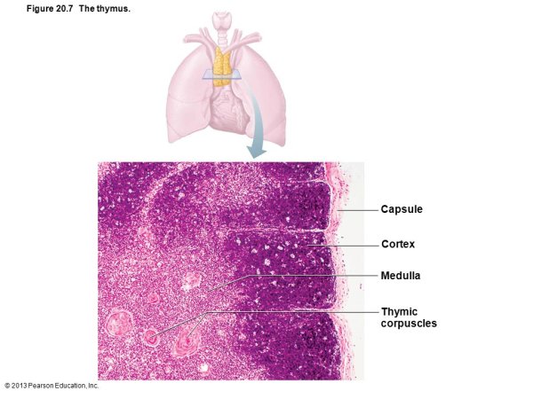 Тимус анатомия человека