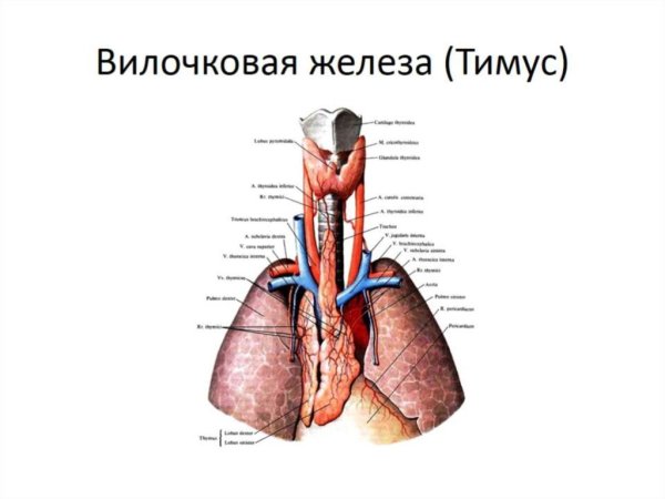 Тимус топография