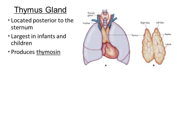 Тимус млекопитающих