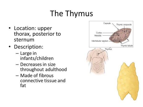 Вилочковая железа тимус строение