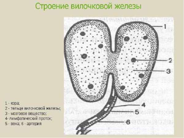 Тимус (вилочковая = зобная железа)