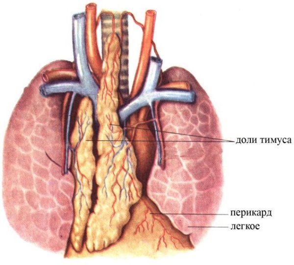 Thymus Gland